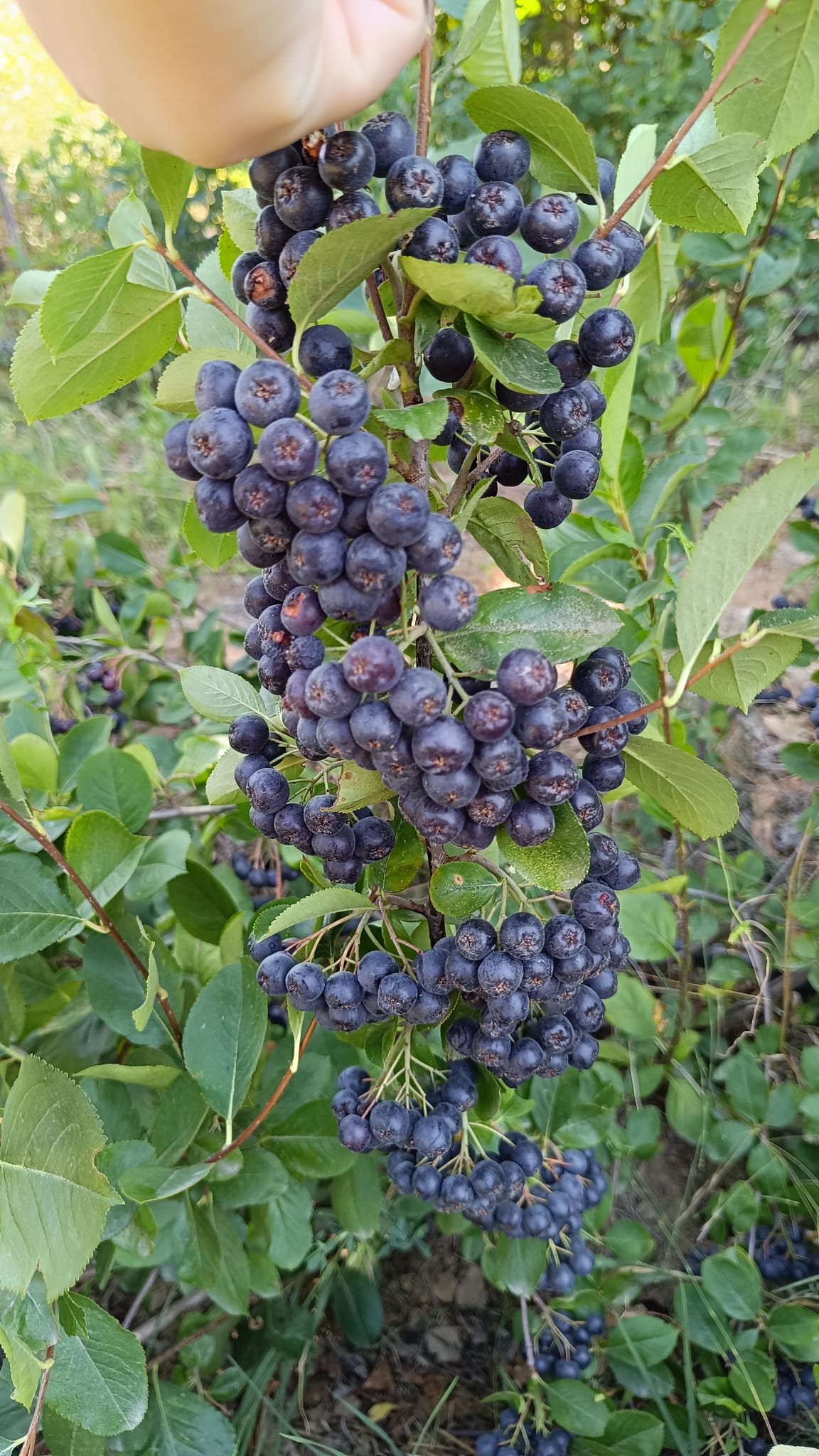 4 KG TAZE ARONYA MEYVESİ 