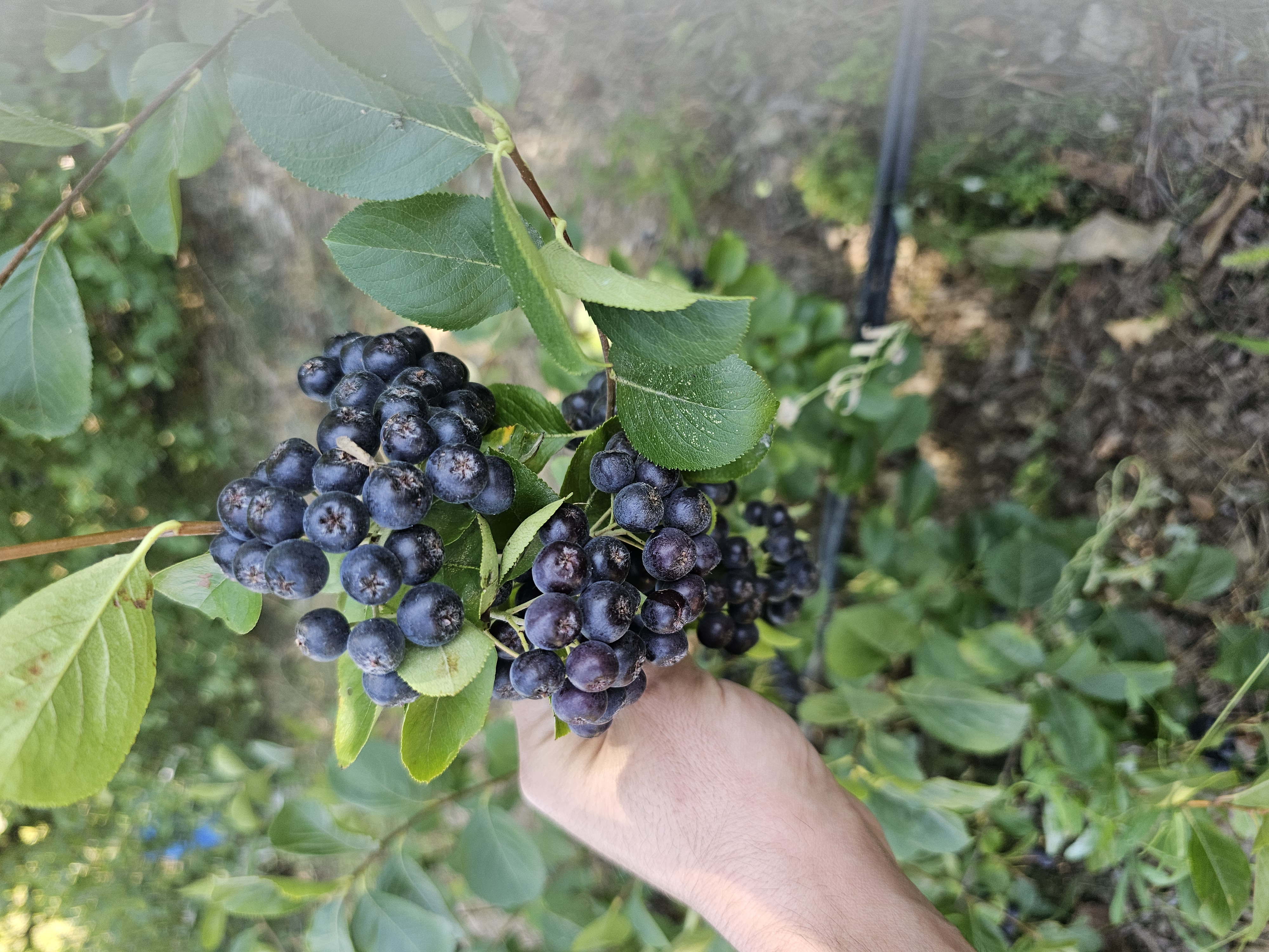 6 kg TAZE ARONYA MEYVESİ 